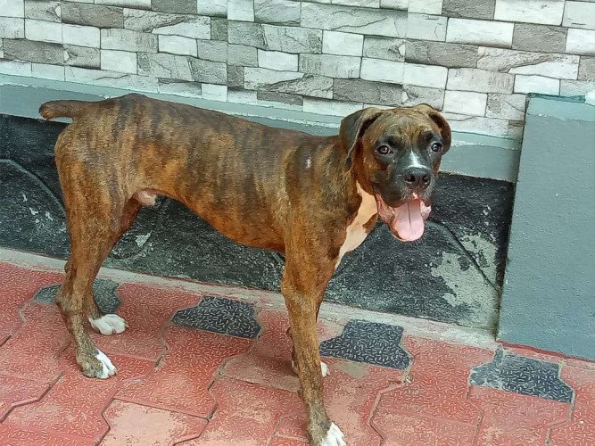 7 Month old Boxer Male for Sale