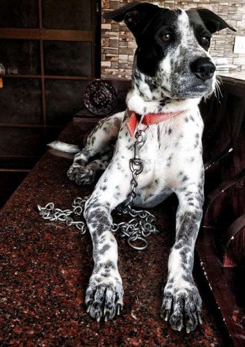 Dalmatian dog for sale