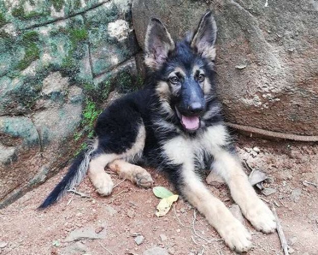 German Shepherd Male puppy for sale