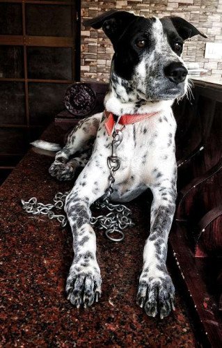 Dalmatian dog for sale