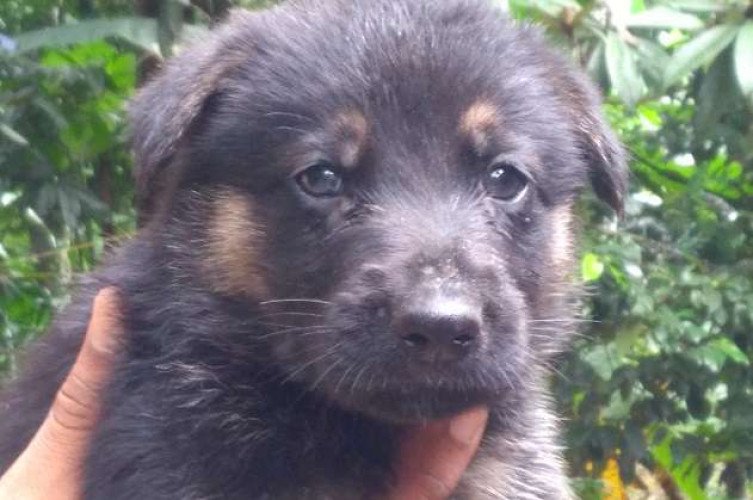 German shepherd puppies male and female