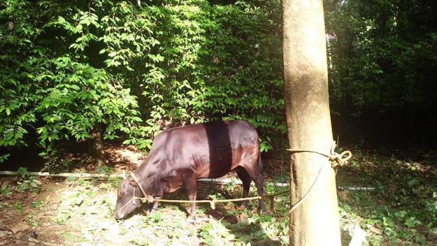 Kasargod dwarf