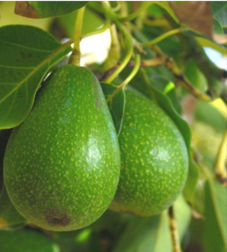 Avacado graft 