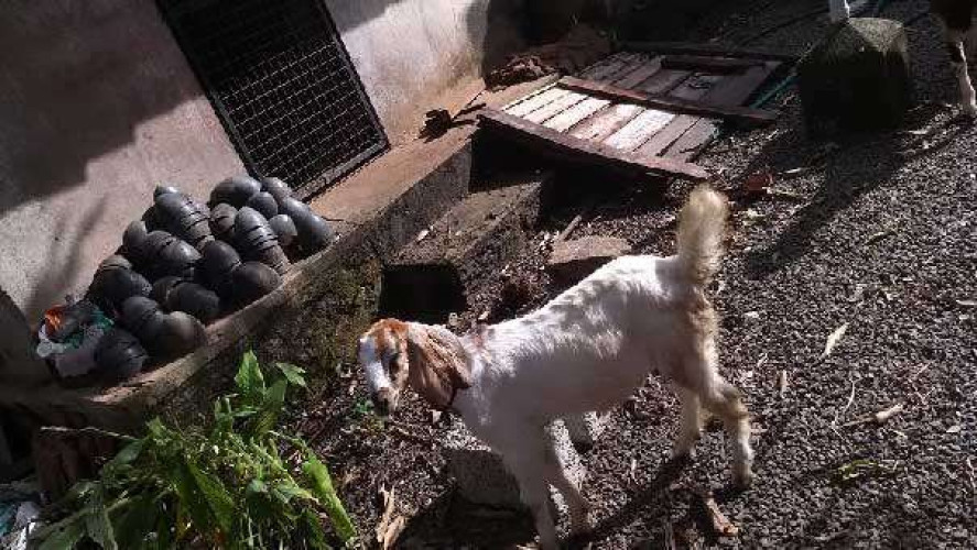 Goat Kids Male in Muvattupuzha Kerala