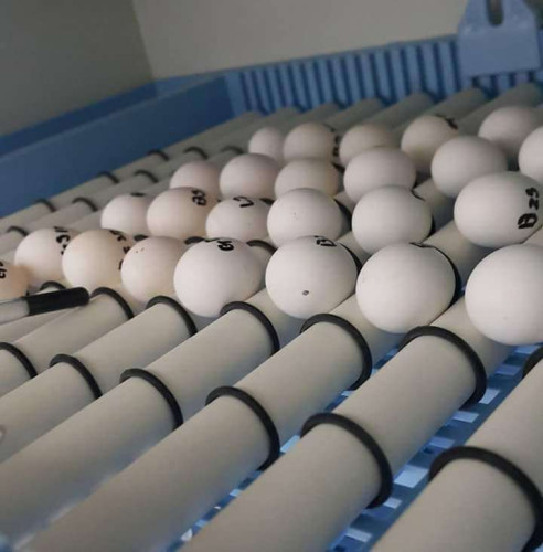 fertile Parrot eggs for sale whats-app 00237699461444