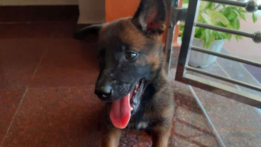 Malinois puppys