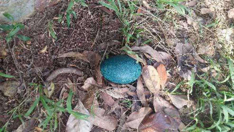 Emu eggs