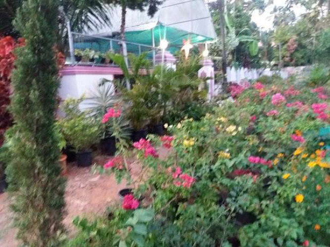 Garden plants