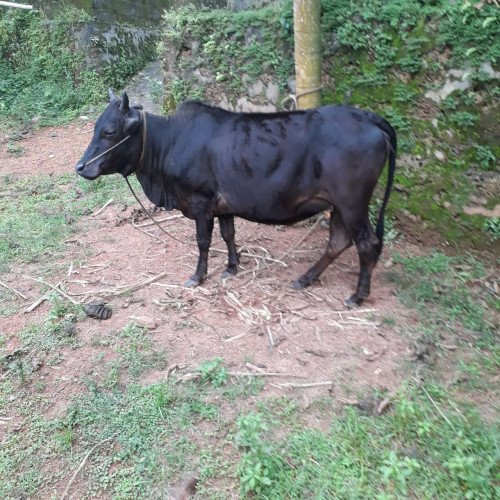 Kasargod Dwarf cattle 