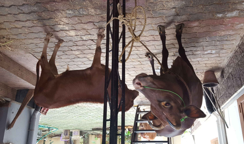 Vechoor cow with male calf andVechoor Bull