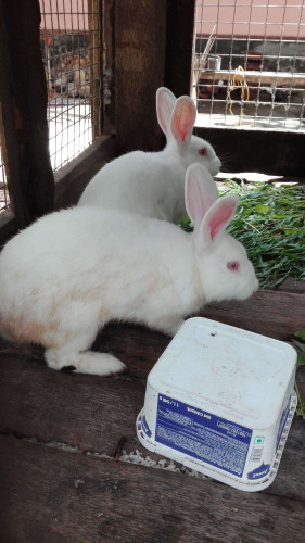 Newzealand white male rabbit for sale 