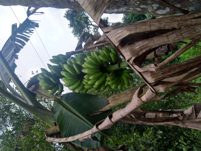 Banana poovan