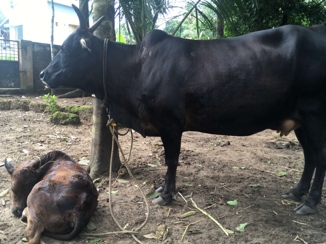 Kasargod dwarf
