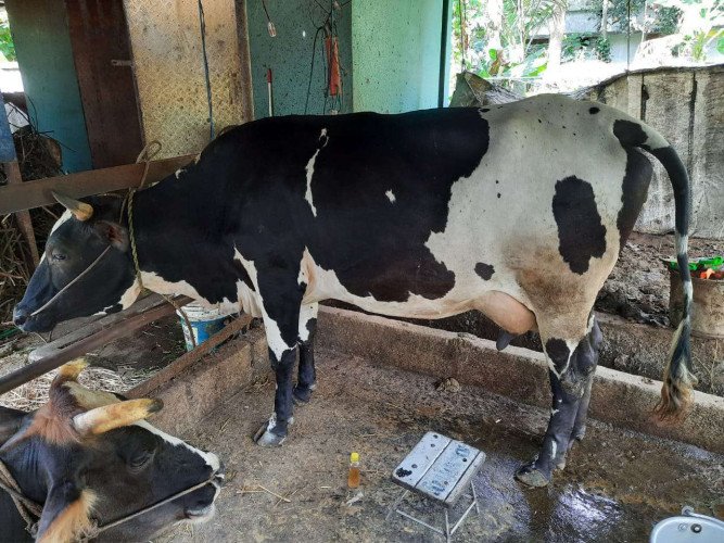 HF ,Cow for Sale,