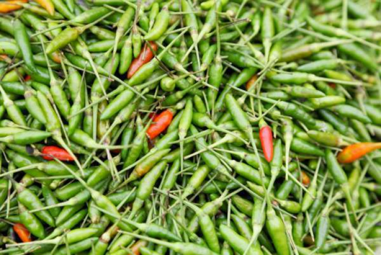 BIRD EYE CHILLI  (KANTHARI MULAKU)
