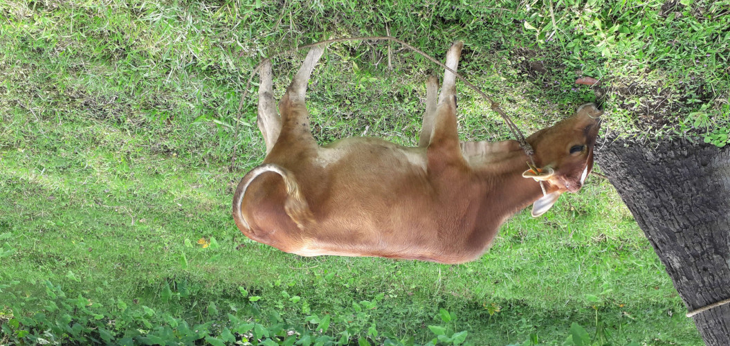 Vechoor cow