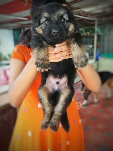 Good Quality German Shepherd puppies for sale.(Male and Fema