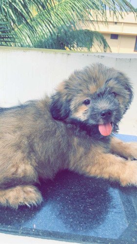 Lhasa apso deals 2 months old