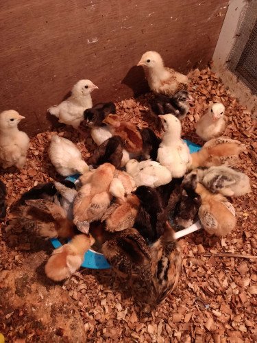 Fancy, nadan, gramasree chicks available