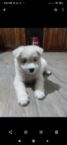 Lhasapso puppy