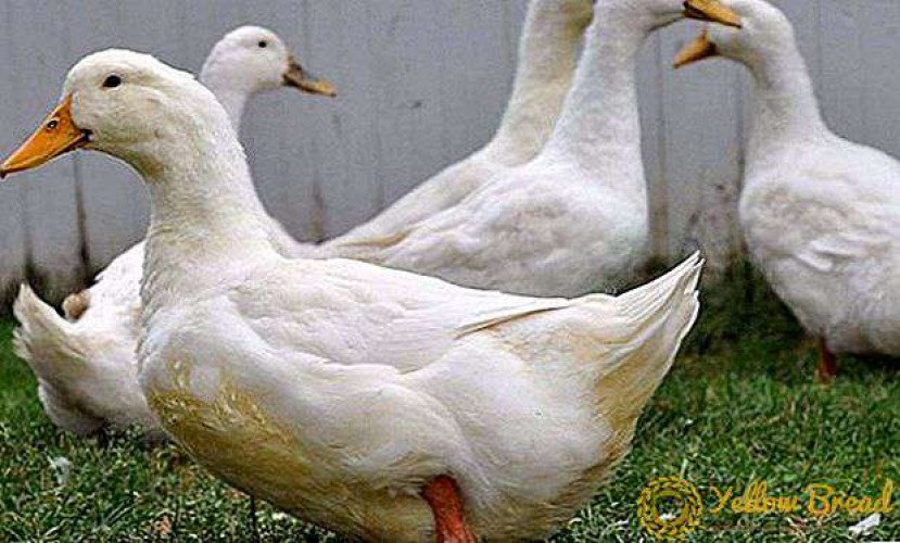 Broiler Duck for SAle for sale at kodakara, Thrissur |Duck