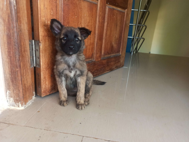 German Shepherd -