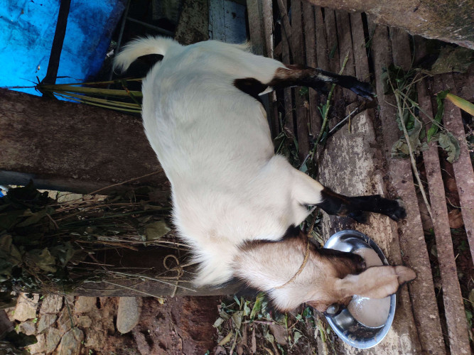 Male Goat
