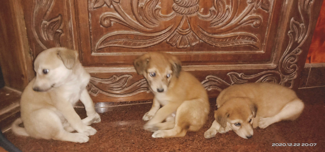 Nadan dog