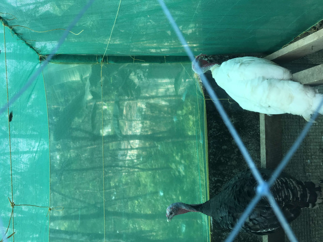 Turkey for sale 