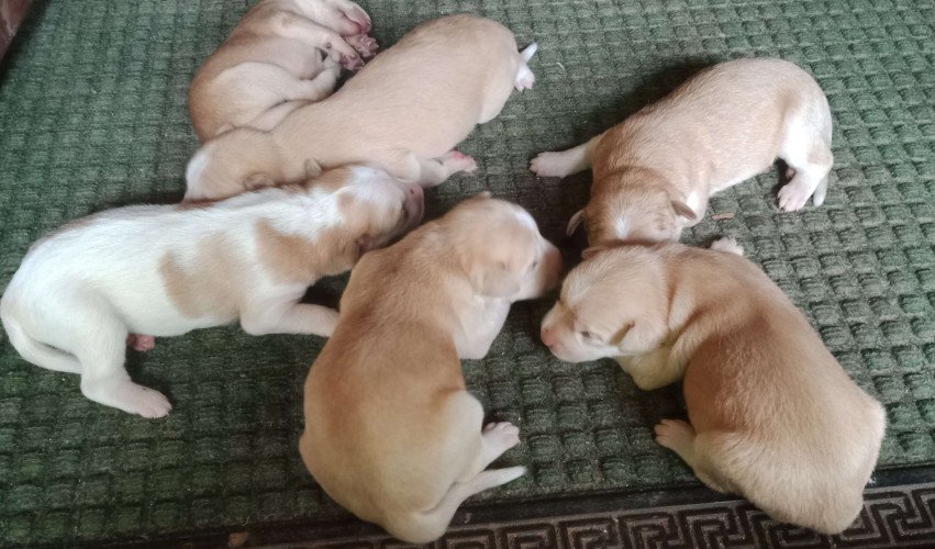 Puppies for sale