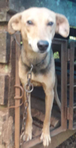 Dogs for sale