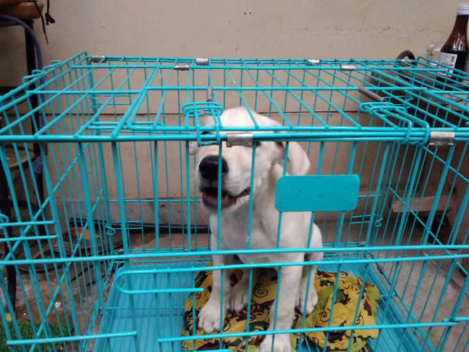 Lab puppy male