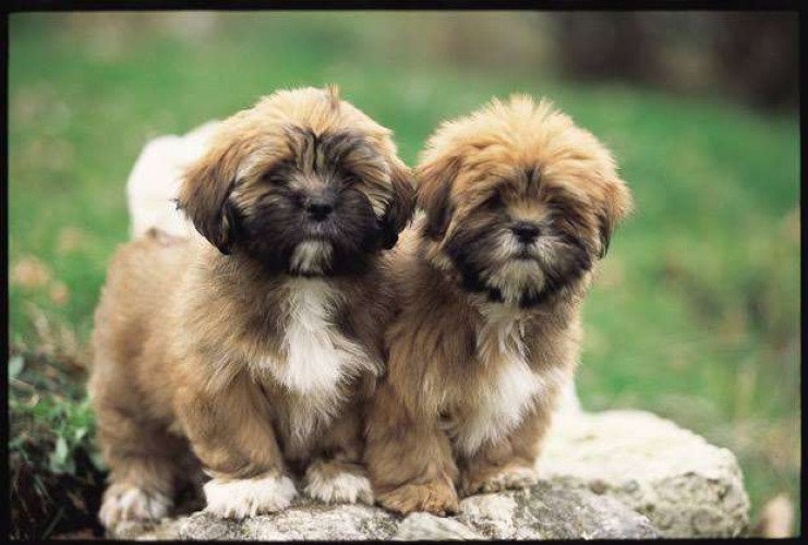 Lhasa Apso Puppies for sale 