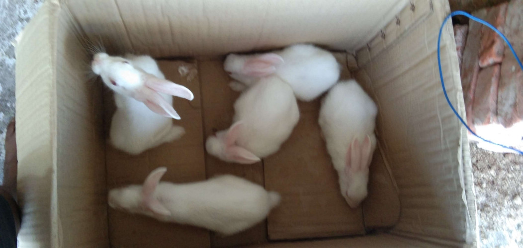 Rabbit for sale 