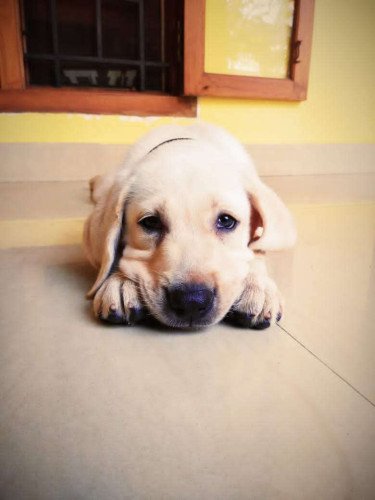 Labrador Puppy 2 Months Old For Sale At Calicut, Kozhikode |Dogs