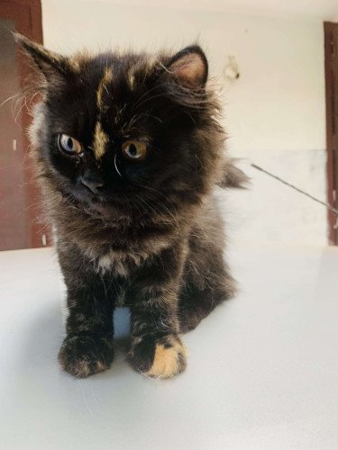 Black persian cat for sales sale