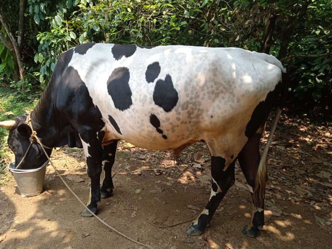 HF& JERSEY. BULL