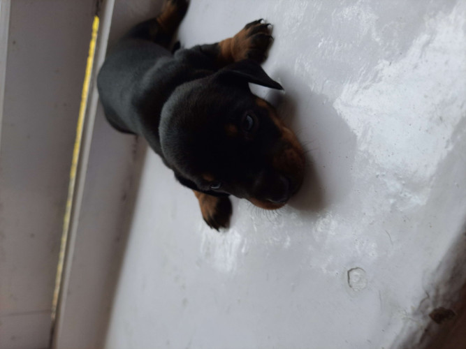 Dachshund
