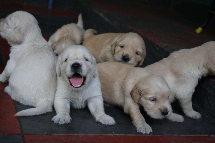 1Month old golden retriever puppies (certified dog)