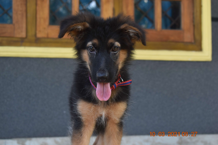 german shepherd