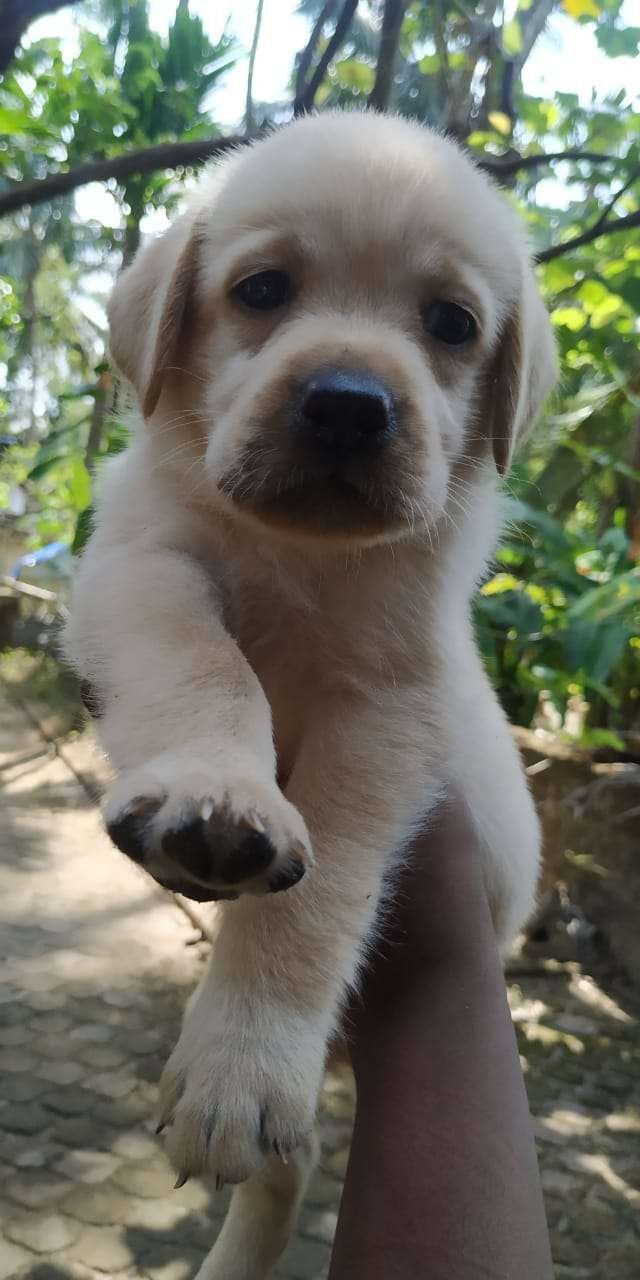 Cute Labrador puppy(48 days) for sale at Korapuzha, Kozhikode |Dogs