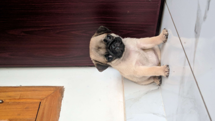 White pure breed pug for sale