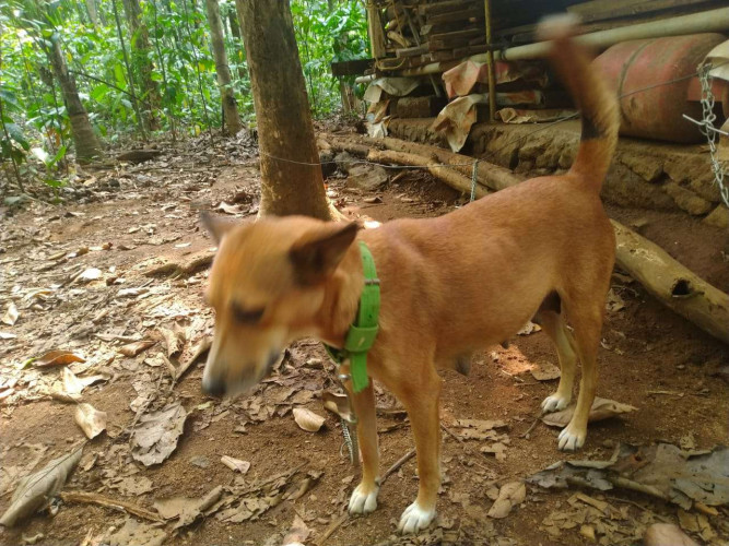 Normal female dog (currently pregnant)