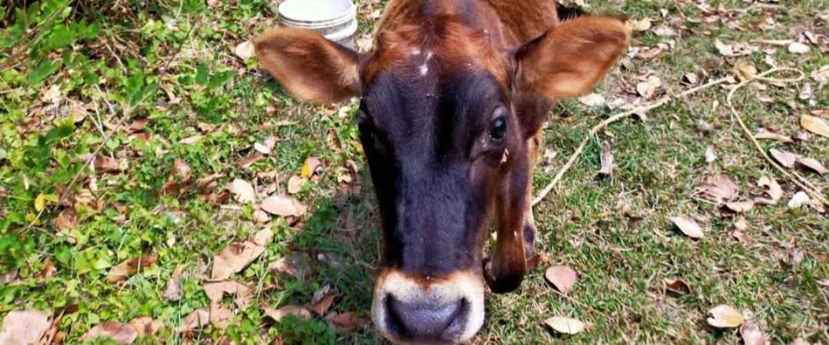 Jursey cow ????