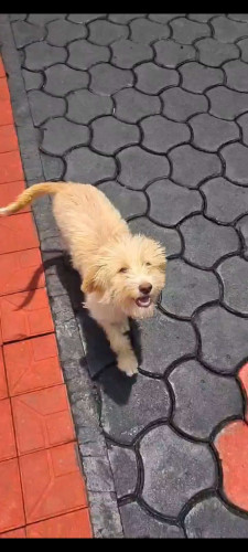 Pyrenean Sheepdog