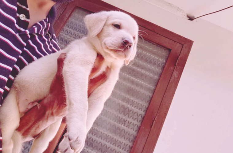 lab puppies available