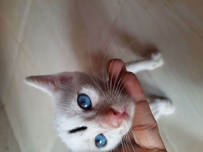 Ordinary cat