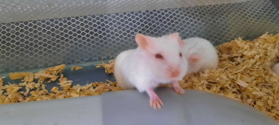 Cute dwarf hamster for sale