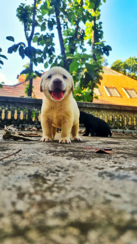lab puppies sale