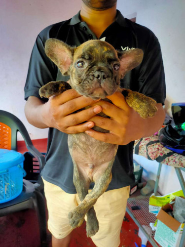 French bulldog